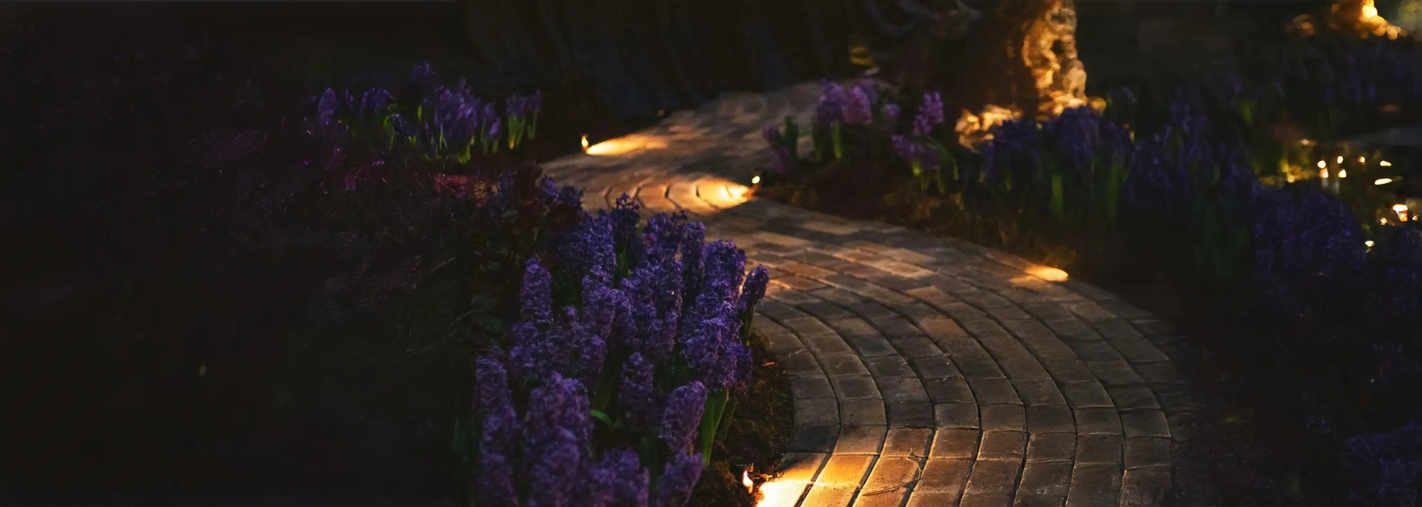 Pathway lined with lavender plants illuminated by small garden path lights at night.