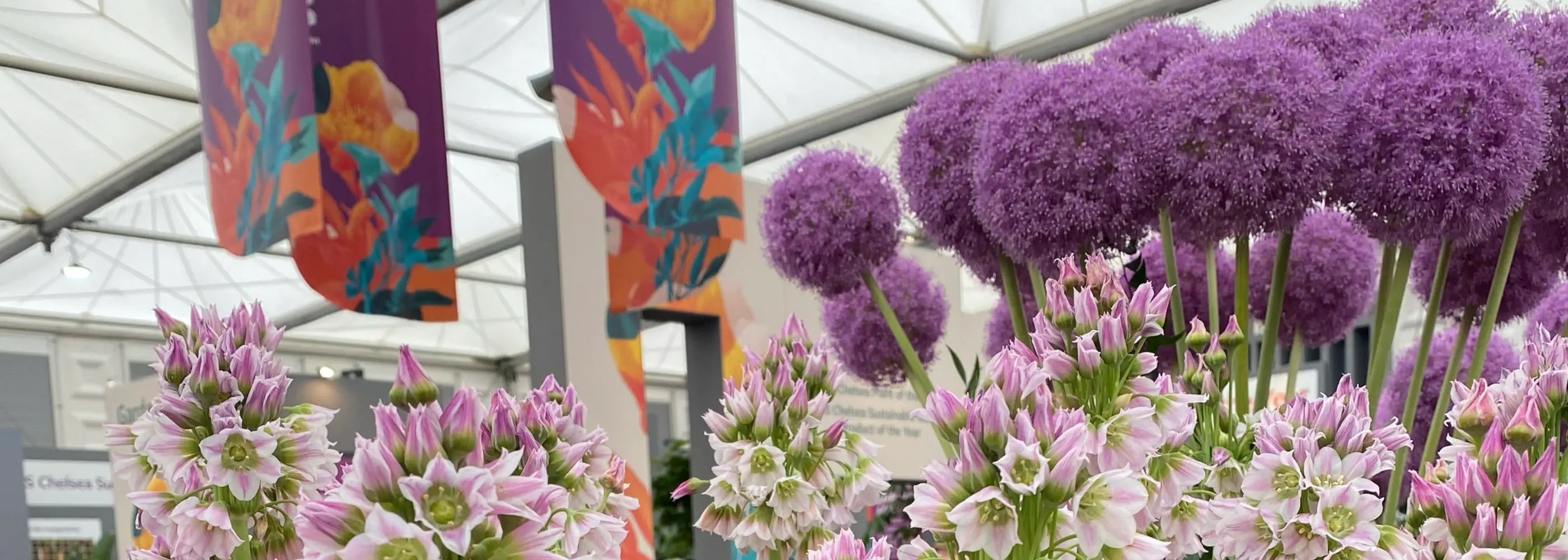 Purple and pink flowers with colorful banners in a greenhouse setting