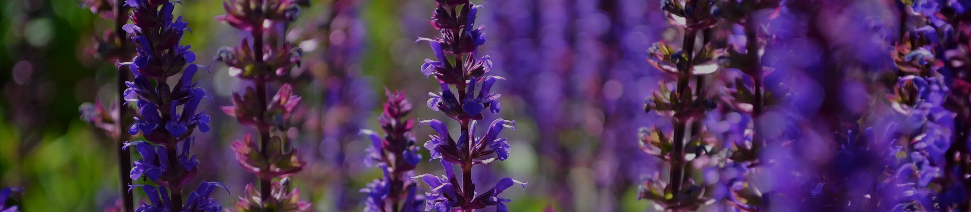 Allium flowers on display at the RHS Chelsea Flower Show, with pink and purple blooms under event banners.