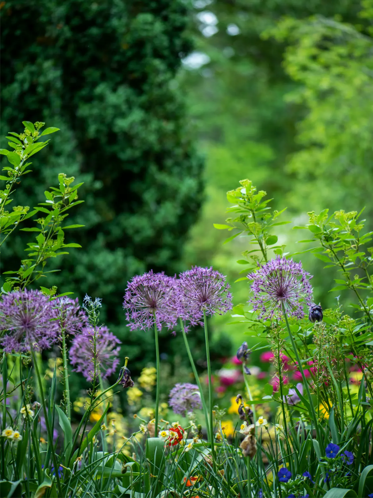 wild garden meadow with lots of flowers and grass