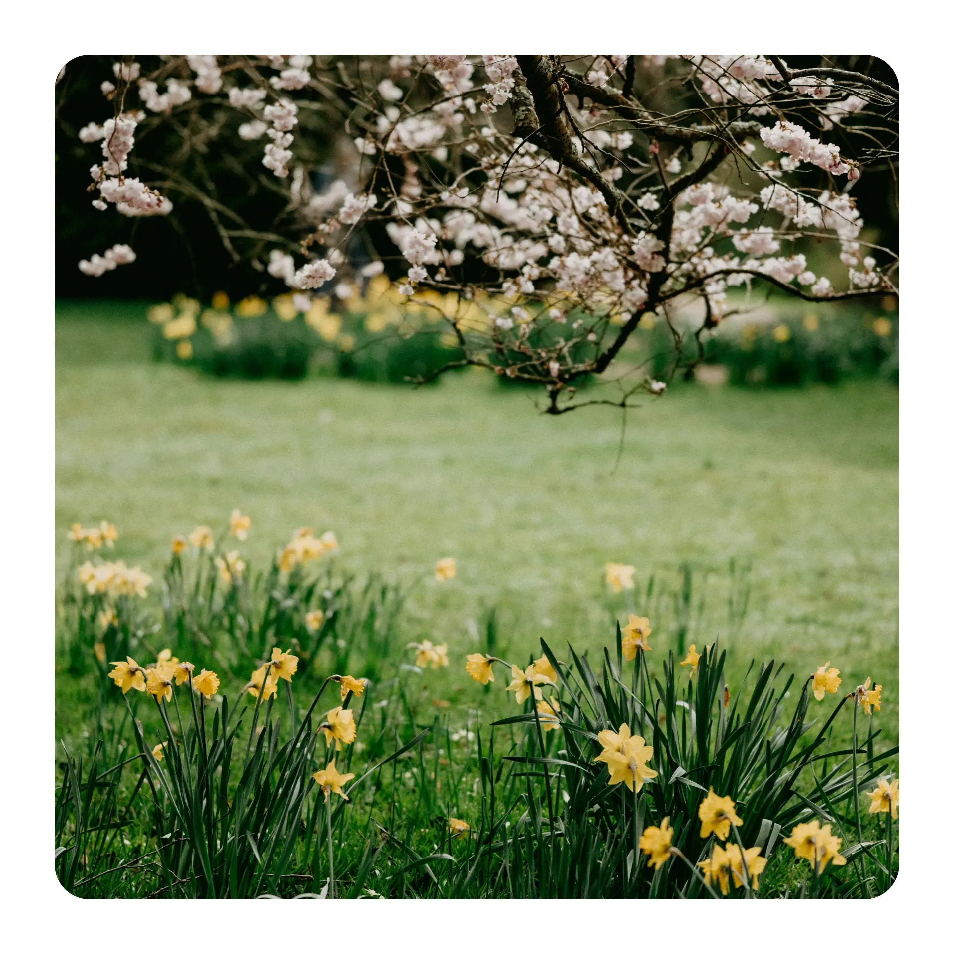 Spring scene with cherry blossoms and yellow daffodils in a garden.