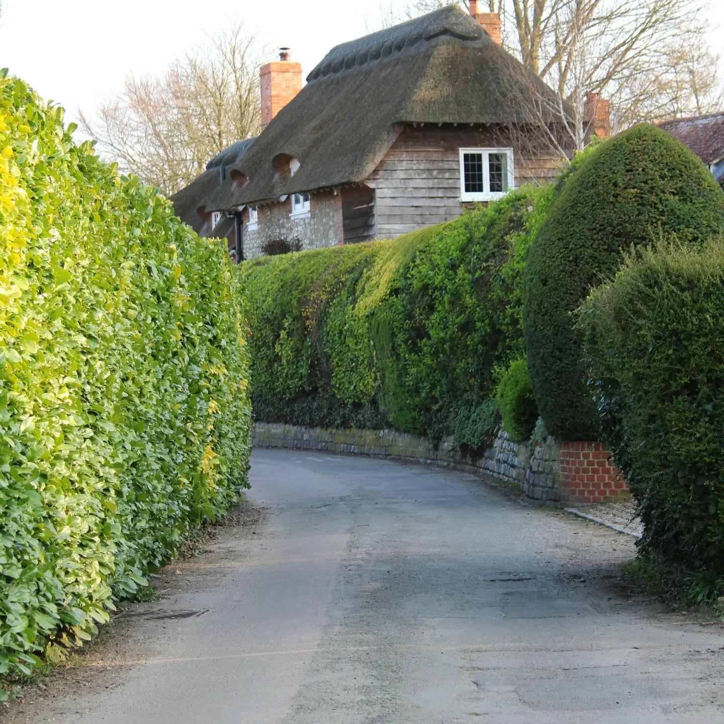 A quaint rural lane bordered by lush green hedges, leading to a charming thatched-roof cottage. The cottage features a mix of flint stone and wooden paneling, with a brick chimney rising above. The well-maintained hedges create a peaceful, secluded feel, and the road curves gently, adding depth to the idyllic countryside setting. Bare winter trees are visible in the background under soft daylight.