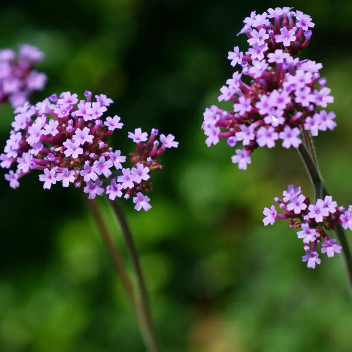 What to Expect at Chelsea Flower Show 2027
