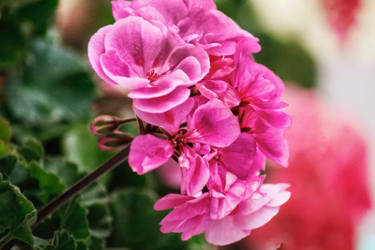 pink geranium flower in garden