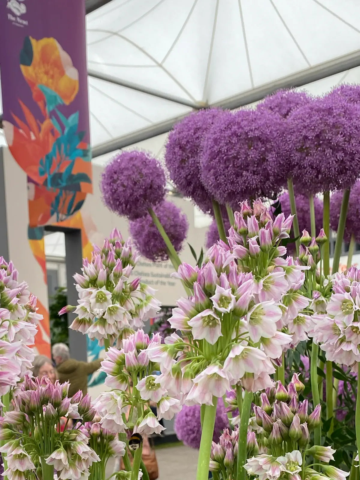 Purple and pink flowers in a greenhouse setting with a colorful floral design on a wall.