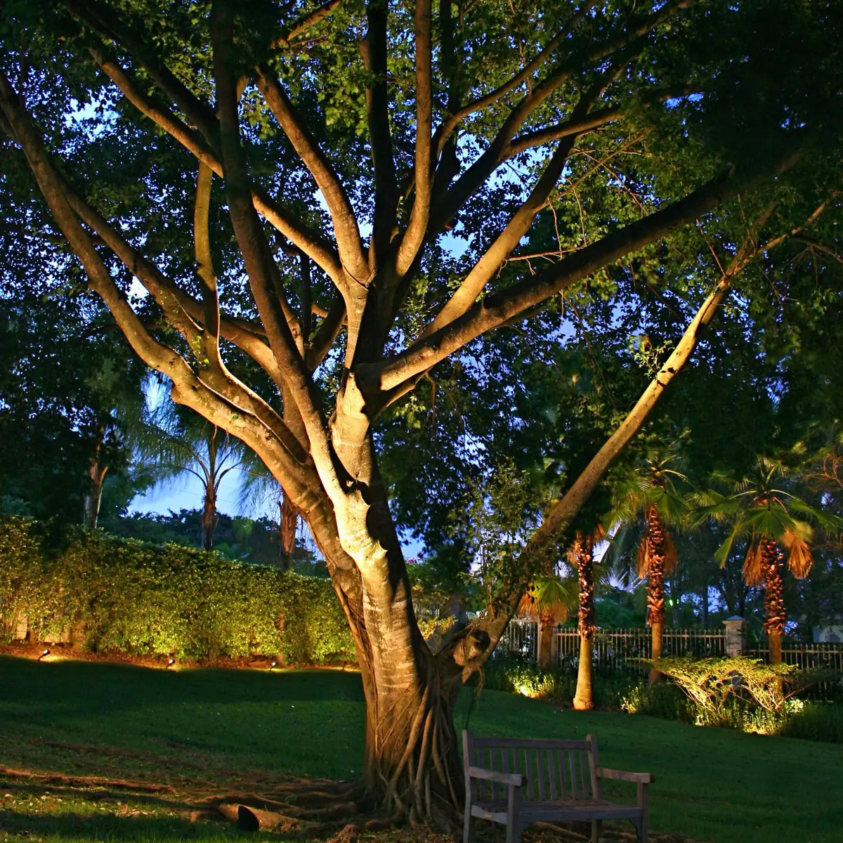 A large tree is illuminated by uplighting in a landscaped garden at dusk. The tree's branches spread wide, and its roots are visible above the ground. A wooden bench is placed near the base of the tree. In the background, palm trees and a well-maintained hedge are also lit by garden lights.